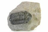 Detailed Reedops Trilobite - Atchana, Morocco #319928-3
